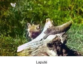 Laputė