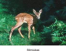 Stirniukas