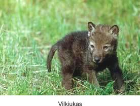 Vilkiukas